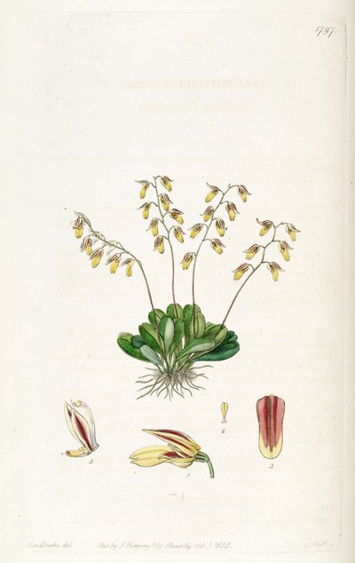 Specklinia grobyi da Miss Drake